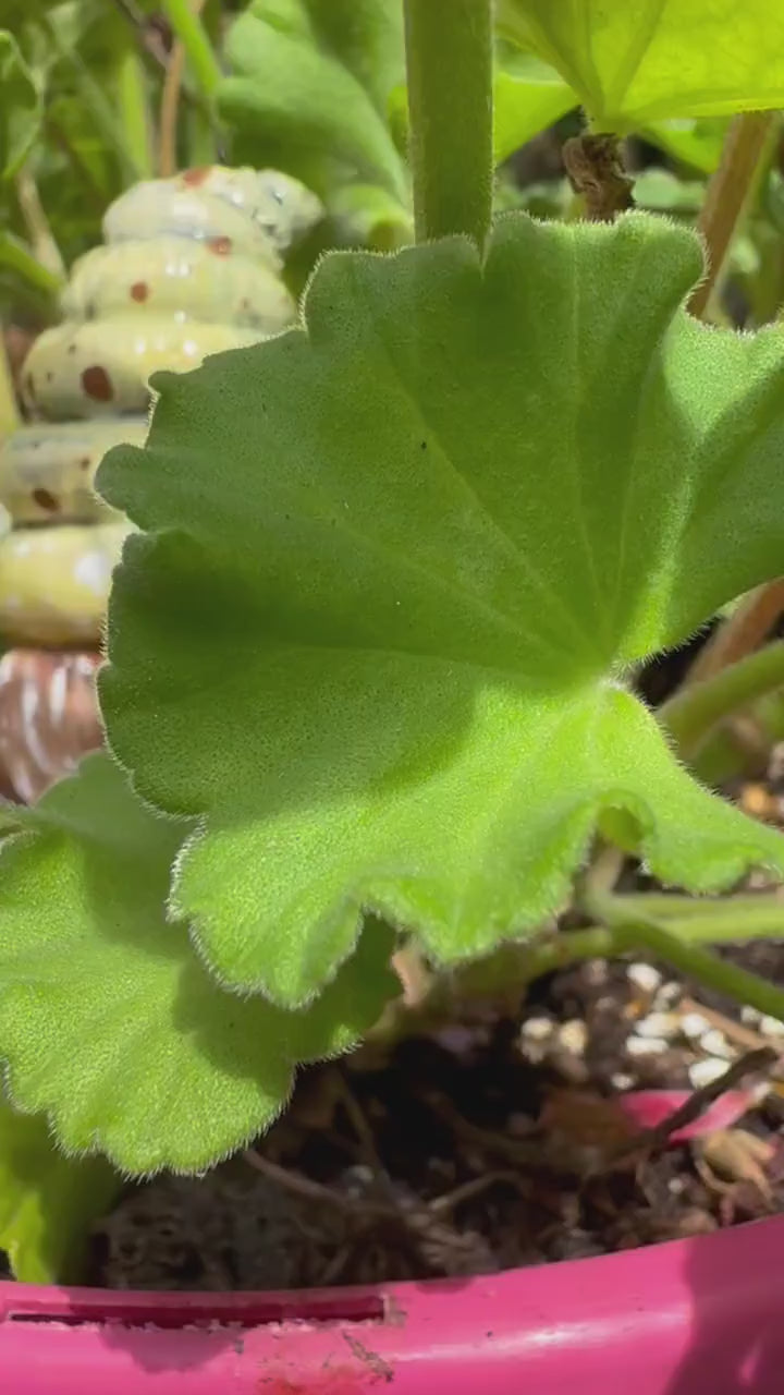 Classic Bumblebee Gnome