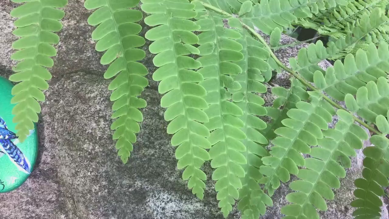 Hand Painted Blue Jay Stone
