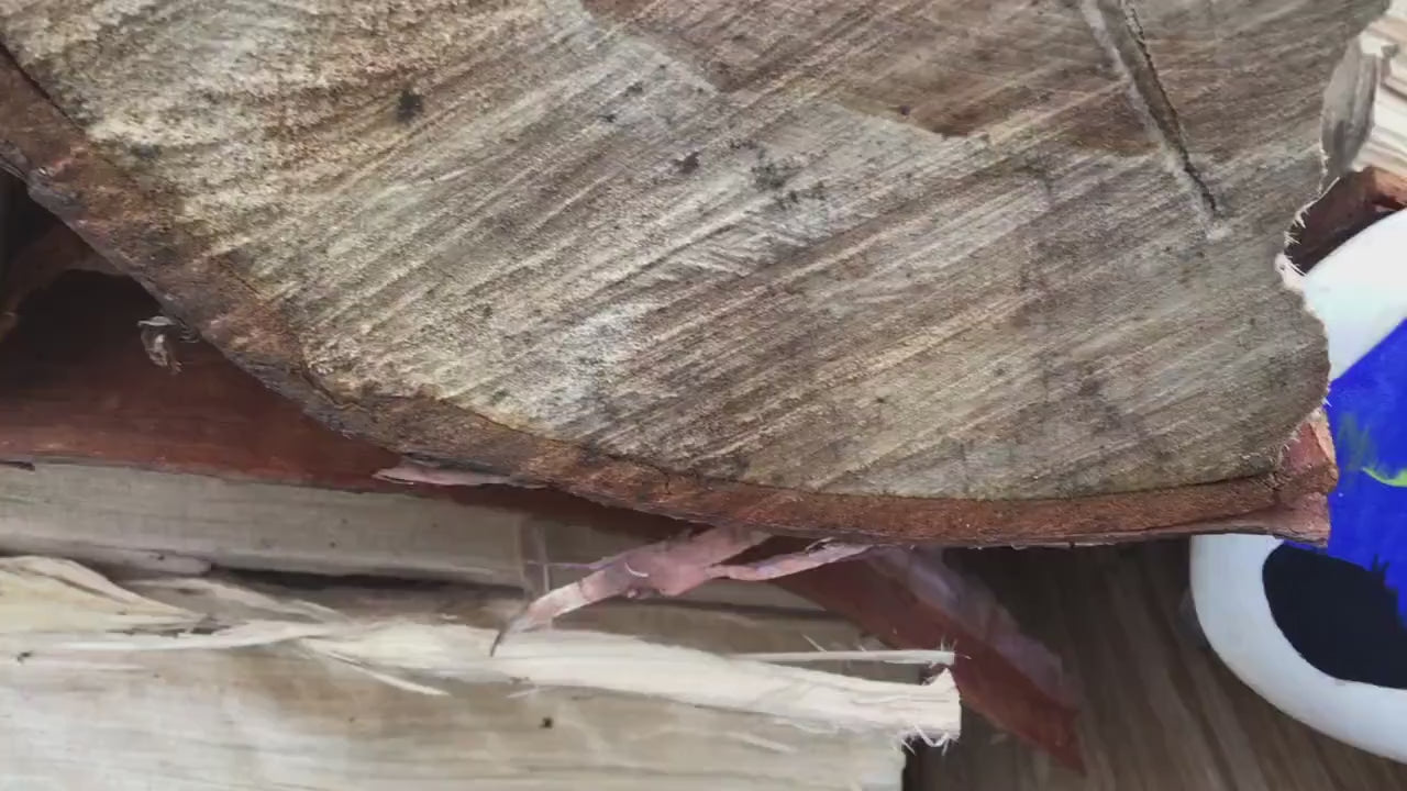 A "Haliburton" Northern Lights Mini Oar